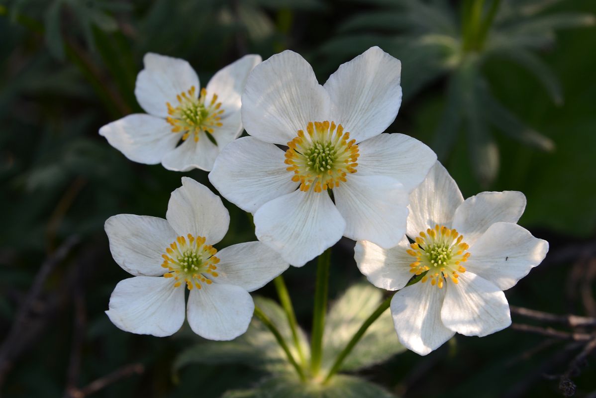 15D White Wildflowers On The Side Of The Dempster Highway On Day Tour From Inuvik To Arctic Circle